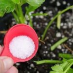 El Bicarbonato de Sodio, un Aliado Inesperado en el Cuidado de las Plantas